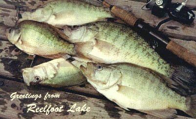 אגם Reelfoot, גלויה טנסי