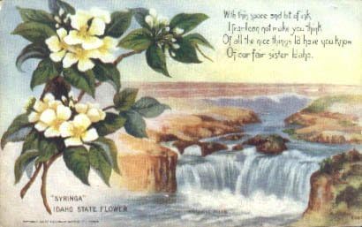 פרח המדינה, גלויה של איידהו